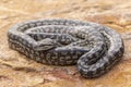 Murray Darling Carpet Python Royalty Free Stock Photo