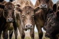 Murray Grey, Angus and cattle grazing on beautiful pasture