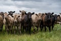 Murray Grey, Angus and cattle grazing on beautiful pasture