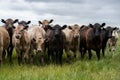 Murray Grey, Angus and cattle grazing on beautiful pasture