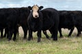 Murray Grey, Angus and cattle grazing on beautiful pasture