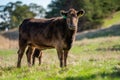 Murray Grey, Angus and cattle grazing on beautiful pasture