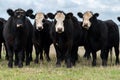 Murray Grey, Angus and cattle grazing on beautiful pasture