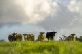 Dairy Cows grazing on green grass in spring, in Australia.