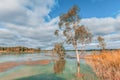 Murray River flooding and covering tree trunks.