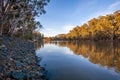 Murray river flowing among natvie Australian bush.