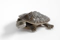 Murray River short-necked turtle, Emydura macquarii