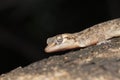 Murray\'s House Gecko, Hemidactylus murrayi