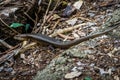 Murray s skink orblue speckled forest skinkSilvascincus or Karma, was Eulamprus murrayi