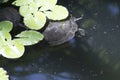 Murray Short-Necked Turtle - Follow the Leader