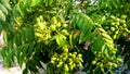 Murraya koenigii curry plant green fruits