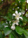 Murraya paniculata or commonly called kemuning flower Royalty Free Stock Photo
