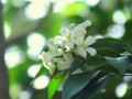 Murraya paniculata or orange jasmine white flower on tree. Royalty Free Stock Photo