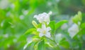 Murraya paniculata or Orange jasmine, white flowers growing up in the garden at home, beautiful and fresh.