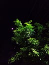 Murraya paniculata Orange jessamine plant in night light