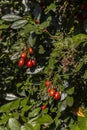 Murraya paniculata or Orange jessamine red fruits, outdoor tropical plants Royalty Free Stock Photo