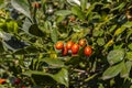 Murraya paniculata or Orange jessamine red fruits, outdoor tropical plants Royalty Free Stock Photo