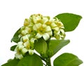 Murraya paniculata white flower isolated on white background. Royalty Free Stock Photo