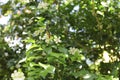 Murraya paniculata, White flower of Orange Jessamine