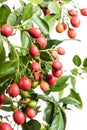 Murraya plant with fruits isolated on a white