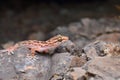 Murrays gecko or Hemidectylus murray, Saswad