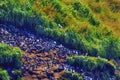 Murres Colony Nests Seabirds Haystack Rock Canon Beach Oregon Royalty Free Stock Photo