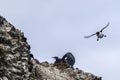 Murres Flying Nest Seabirds Haystack Rock Canon Beach Oregon Royalty Free Stock Photo