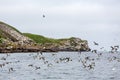 Murres taking flight Royalty Free Stock Photo