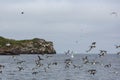 Murres taking flight Royalty Free Stock Photo