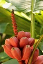 Musa acuminata