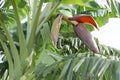 Musa acuminata flower banana blossom on tree closeup in the garden.