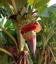 Musa acuminata flower is the inflorescence of banana trees closeup. Royalty Free Stock Photo