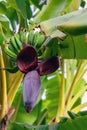 Musa acuminata with inflorescence. Deep red purple banana blossom on tree in family Musaceae. Big petal of banana flower Royalty Free Stock Photo