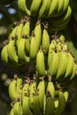 Musa acuminata is a species of banana native to Southeast Asia.