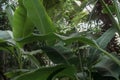 Musa acuminata or wild banana plant Royalty Free Stock Photo