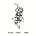 Musa Banana tree fruit bunch. Ink black and white doodle drawing Royalty Free Stock Photo