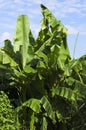 Musa Basjoo (Japanese Banana) Royalty Free Stock Photo