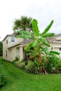 Musa basjoo, Japanese Banana tree Royalty Free Stock Photo