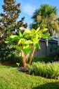 Musa basjoo, Japanese Banana tree Royalty Free Stock Photo