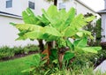 Musa basjoo, Japanese Banana tree Royalty Free Stock Photo