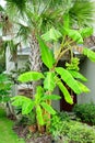 Musa basjoo, Japanese Banana tree Royalty Free Stock Photo