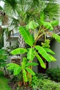 Musa basjoo, Japanese Banana tree Royalty Free Stock Photo