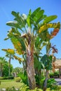 Musa basjoo, Japanese Banana tree Royalty Free Stock Photo
