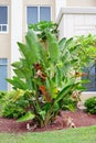 Musa basjoo, Japanese Banana tree Royalty Free Stock Photo