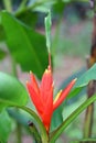The flowers of Musa coccinea