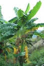 Musa nana Lour,Banana Tree Royalty Free Stock Photo