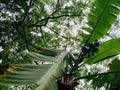 Musa Ã paradisiaca at Erbazi Botanical Garden in Ankeng, Taipei