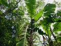 Musa Ã paradisiaca at Erbazi Botanical Garden in Ankeng, Taipei