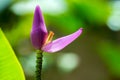 Musa sapientum banana tree flower Royalty Free Stock Photo