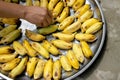 Musa sapientum Linn. or cultivated banana